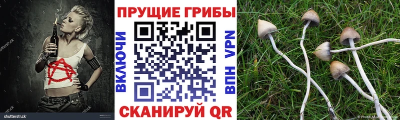 Галлюциногенные грибы Psilocybine cubensis  Гвардейск 